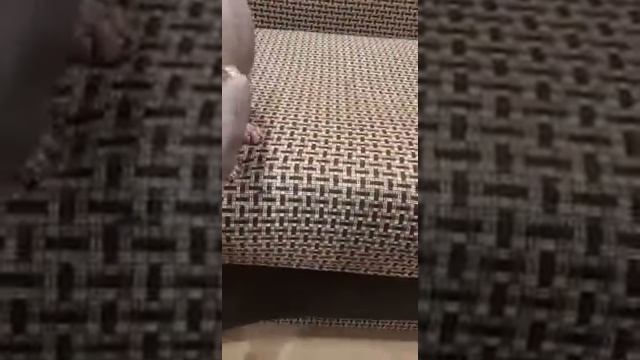 Говорю с котом через кошачий переводчик