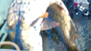 Крупная щука на твистер