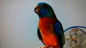 Глянцевый попугай