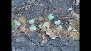 Посадка капусты в мае 2021 года по лунному календарю, благоприятные дни