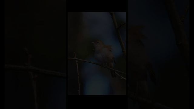 Звуки природы Пение соловья в лесу для расслабления