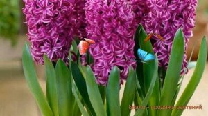 Гиацинт садовый Пёпл Сенсейшн ? обзор: как сажать, луковицы гиацинты Пёпл Сенсейшн