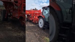 Уборочная кампания картофеля в Свердловской области сентябрь 2022. Сорта Ривьера, Ред Скарлет