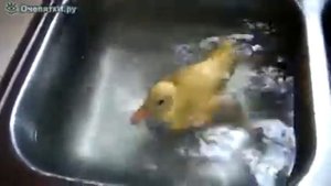 Утёнок купается в раковине.