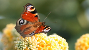 "Бабочка" (Коренблит - Фет). Мегапроект "Экология русского языка. Синтез слова и музыки"