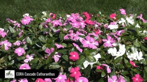 Dig Deep: CORA Cascade Catharanthus