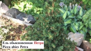Хвойные в саду. Часть 1. Ели