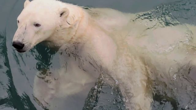 белыймедведь медведь арктика заполярье новаяземля море ледовитый север
