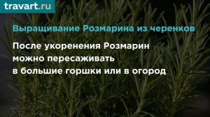 Как вырастить Розмарин