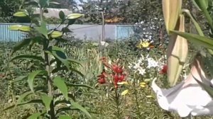 Лилия дерево Ланкон  Lily tree lankon