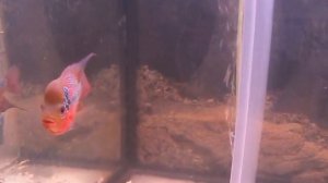 Подростки Фловер Хорна Красный Дракон