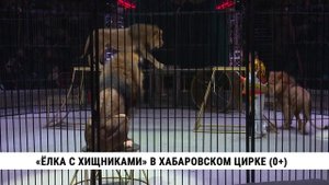 «Ёлка с хищниками» в хабаровском цирке