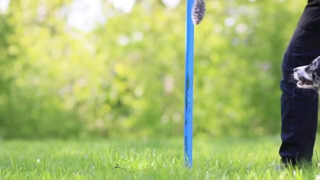 misty border collie 3-4 months смотреть онлайн