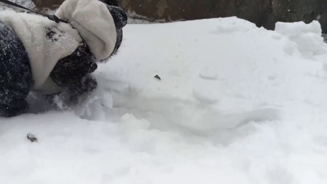 🌟 НЕМЕЦКИЙ ШПИЦ Саймон в снегу! СНЕГ ЗИМА ШПИЦ🎅