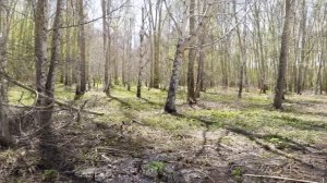 По следам золотоискателей. Собираем самородки на руднике. Коп поиск монет 2023