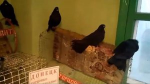 Донецкие голуби. Фотосессия. Питомник Рыбина Валерия Алексеевича.