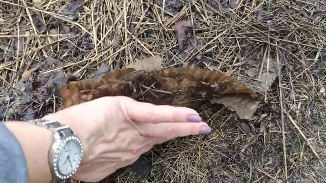 ВСЯ ПРАВДА О МУЛЬЧИРОВАНИИ КАРТОНОМ смотреть онлайн