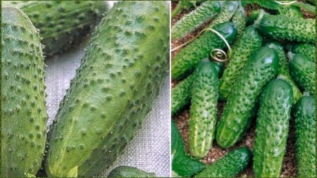 20 популярных сортов и гибридов огурцов для засолки и консервирования