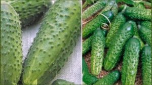 20 популярных сортов и гибридов огурцов для засолки и консервирования