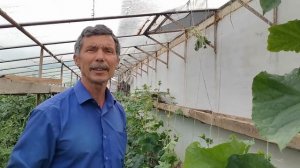 Спасение от тли на огурцах