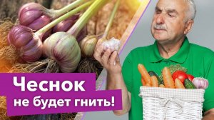 ГНИЮТ ЧЕСНОК И ЛУК, ЧЕМ ОБРАБОТАТЬ ВИНОГРАД, КАК ВЫВЕСТИ ВЬЮНОК? Агроном отвечает на вопросы