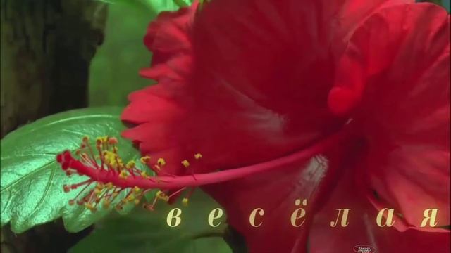 Комплименты... Compliments to girls