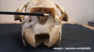 затылочная кость домашних животных