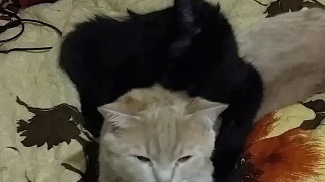 Любовь