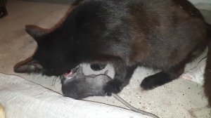 Кошка поймала крысу и ест его