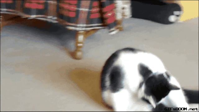 Смешные животные 3.GIF Анимация. ПОДБОРКА ВИДЕО ПРИКОЛОВ 2016   . ПРИКОЛЫ ВИДЕО