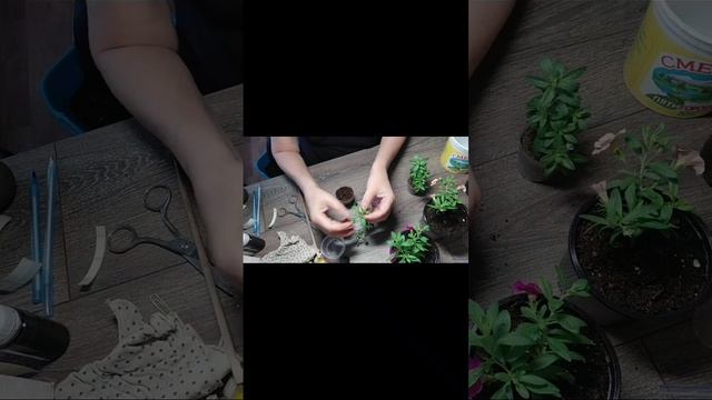 Осеннее черенкование калибрахоа