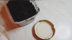 Ампельная виола / От посева до всходов/Композиции с ампельной виолой