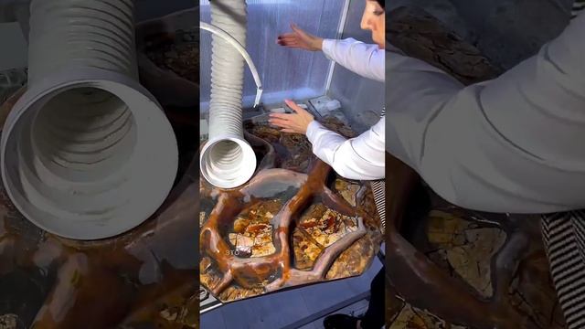 Невероятного размера аммонит! #ульяновск #класснаястрана
