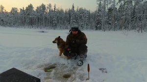 НАШЁЛ ДИКОЕ ОЗЕРО В ЛЕСУ. РЫБАЛКА НА ЖЕРЛИЦЫ. В ТАЙГУ С НОЧЁВКОЙ. ЛОВЛЮ ОКУНЯ НА БЛЕСНУ