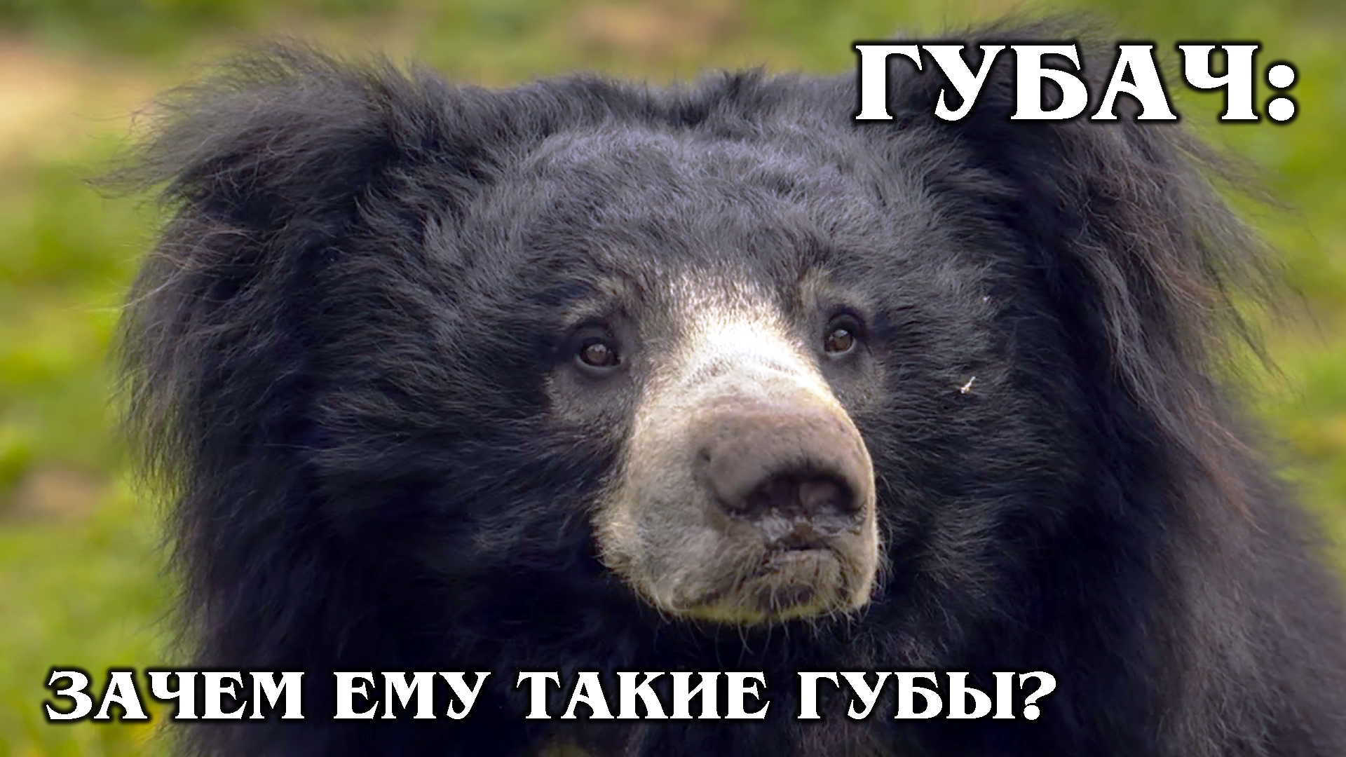 I m a bear. Медведь губач. Гималайский медведь кубачкубач. Медведь-губач Melursus Ursinus. Медведь губач Индия.