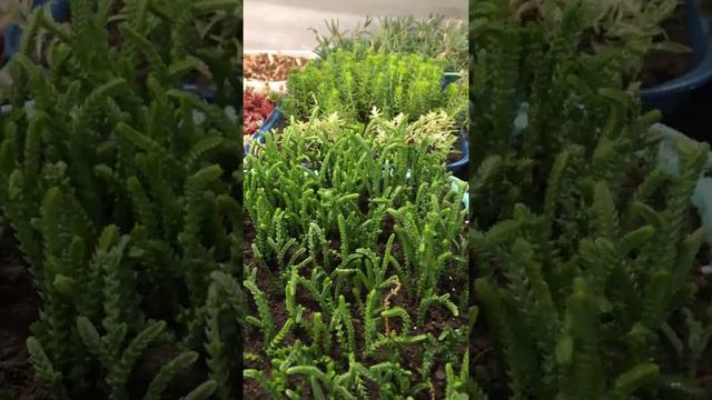 Крассула плауновидная смотреть онлайн