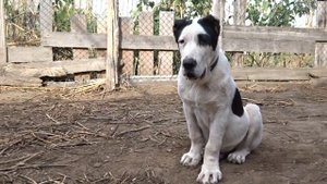 Алабая щенок 3.5мес.п-к АкНуккер+79272626333Самара