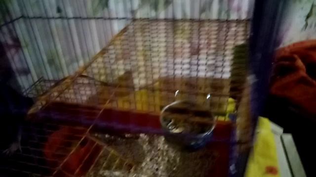 #Крысы. Новоселье у крысят. Макс и Селим исследуют  новую клетку