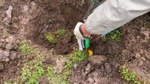 Как посадить елку перед домом