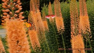 Эремурус гибридный Клеопатра (eremurus cleopatra) ? обзор: как сажать, луковицы эремурусы Клеопатра