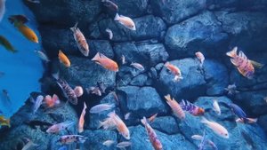 Океанариум у себя дома!!!