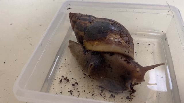 Как правильно купать улитку ахатину смотреть онлайн