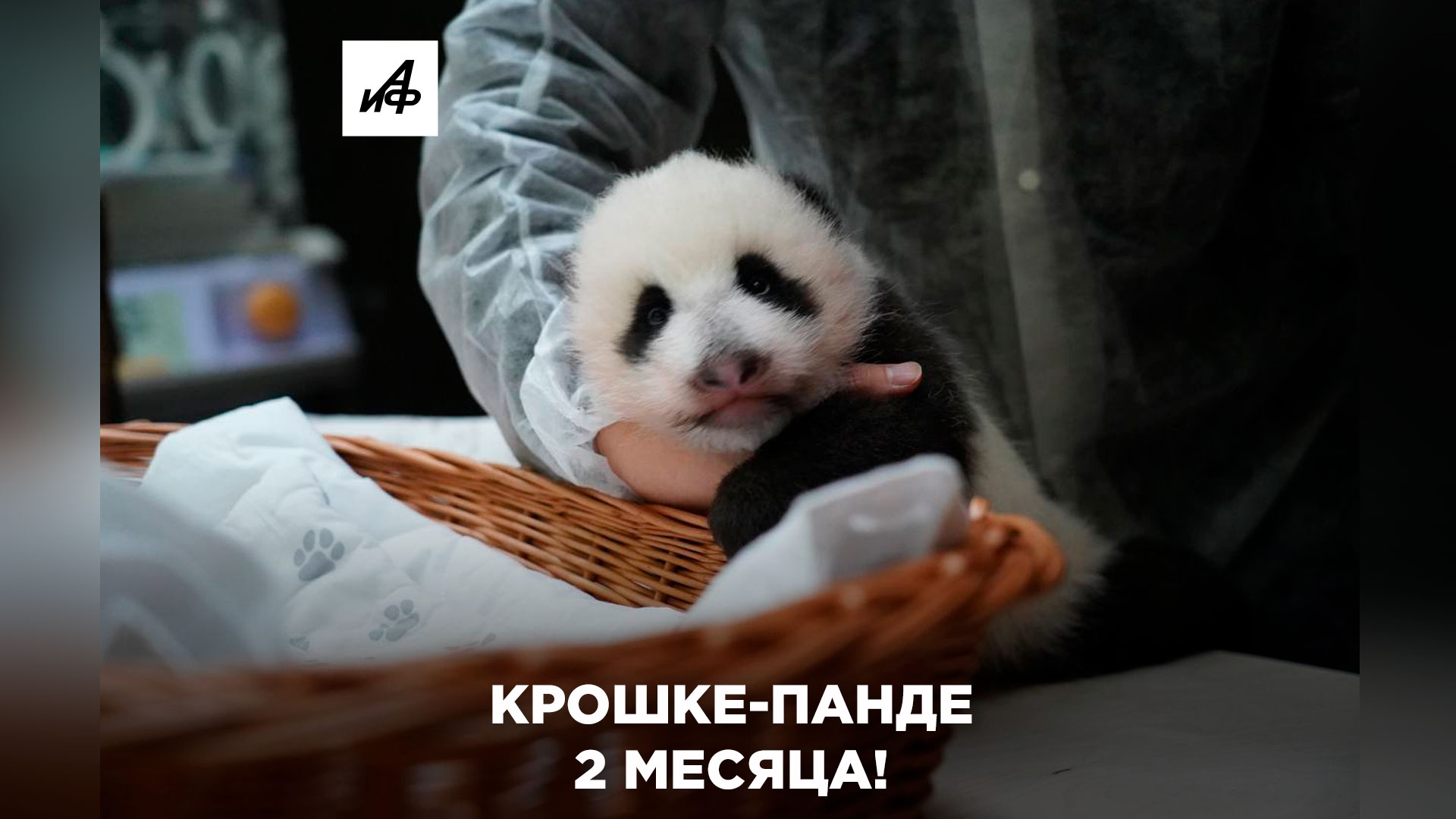 Крошка Панда. Как назвали крошку-панду москвичи?.