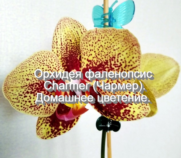Орхидея фаленопсис Charmer  (Чармер). Домашнее цветение.