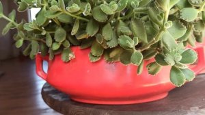 . . Котиледон волнистый ундулата(cotyledon undulata). Котиледон томентоза. (Cotyledon tomehtosa)