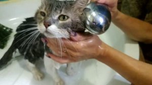 Как избавить кота от блох