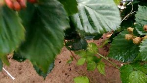 Ежевика, плодоношение, сорта: Трипл Краун и Лох Тей. 25.07.18.