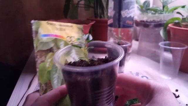 Фикус из семян.? Пикировка. смотреть онлайн