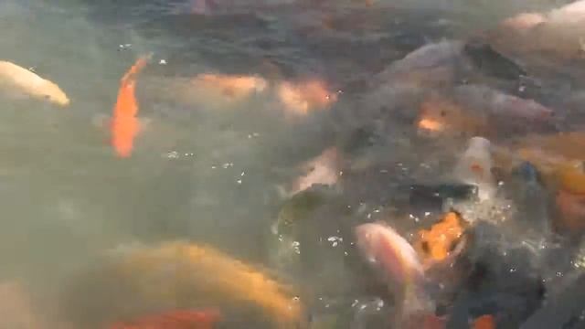 Золотые рыбки в Джакарте смотреть онлайн