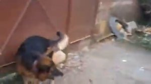 Дизель генератор  4ч8 5/11 18КВТ